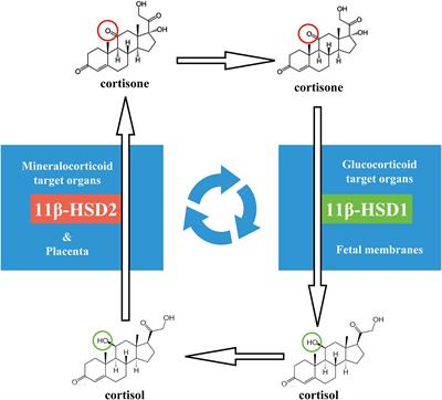 Cortisol Regeneration in the Fetal Membranes, A Coincidental or Requisite Event in Human Parturition?